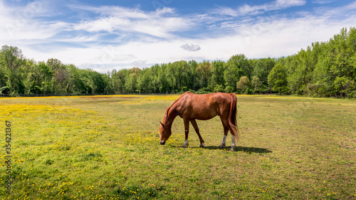 Beautiful Red Thoroughbred Horse Quietly Grazing in a grassy field with wild flowers surrounded by trees in the Springtime