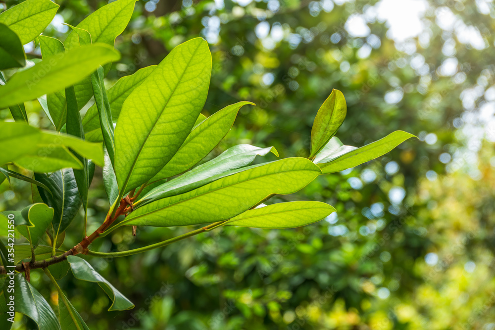 Magnolia soulangeana, the saucer magnolia, branch with fresh green leaves Magnolia soulangeana, the saucer magnolia, branch with fresh green leaves