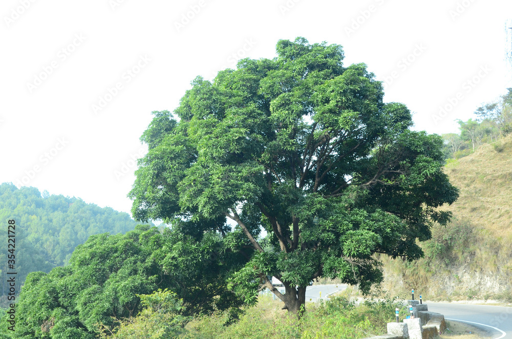 Fototapeta premium Beautiful Tree Natural Location Himachal pradesh India