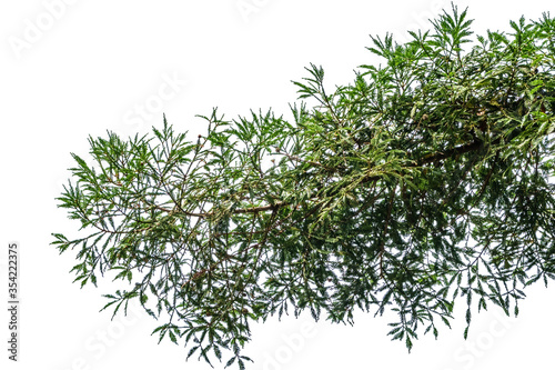 Fototapeta Naklejka Na Ścianę i Meble -  single green juniper branch isolated on white background