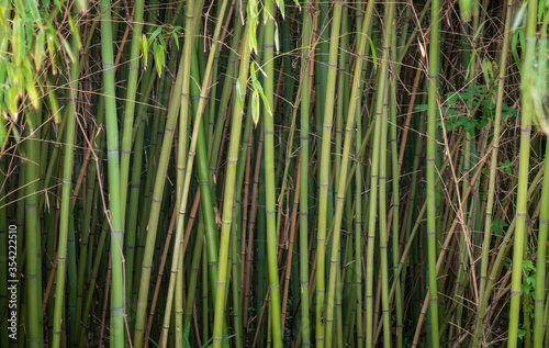 Wall dense bamboo thickets with long trunks and thick green foliage