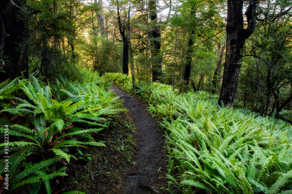 Obraz premium Hiking trail in forest wilderness with green fern plants and leaves. Path in nature with trees and leaf foliage. New Zealand landscape.