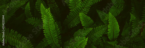 Fern plants. Fern leaf. Green fern leaves in forest. natural texture pattern background. Tropical foliage in jungle.