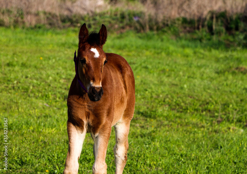 young thoroughbred brown foal walks and plays on green pasture. Little stallion frolic and eat grass on spring meadow, on bright sunny day.