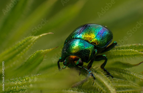 bright beetle Chrysolina herbacea on a plant