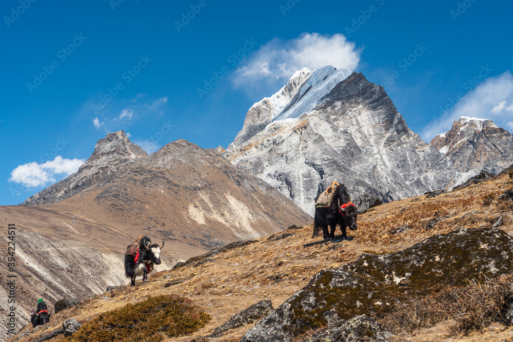 Black Yaks walking on hill in Everest base camp trekking route, Himalaya mountains range in Nepal
