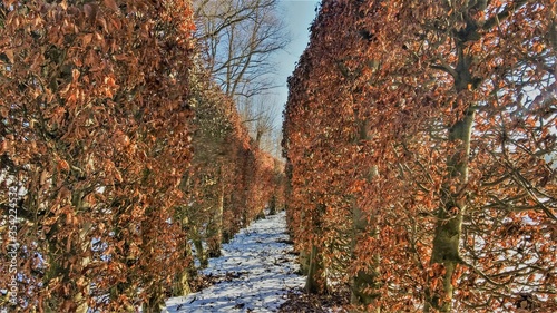 'Firey' bush maze in the snowy garden