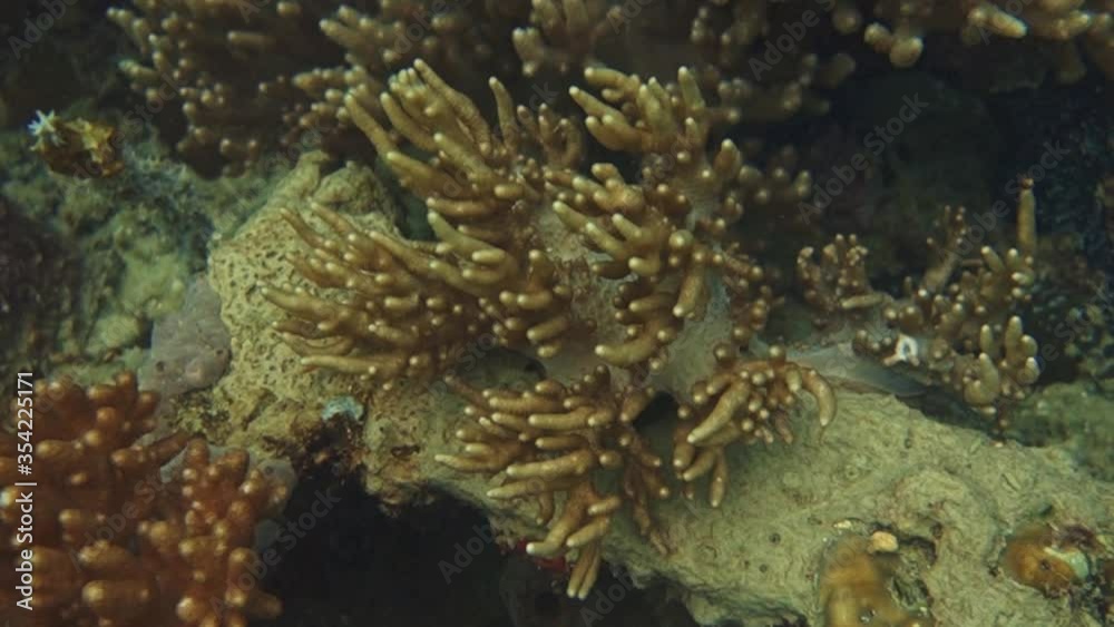 Underwater coral reef in Kalimantan Underwater coral reef in Kalimantan
