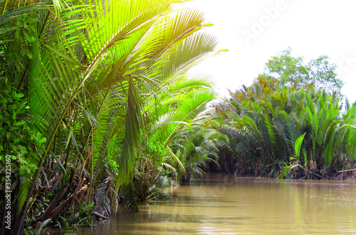 Palm leaves in the delta of Mekong river  Vietnam