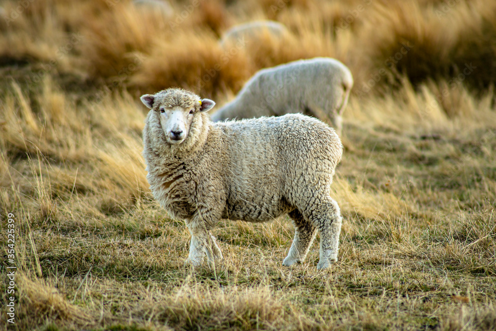 A day in the sheep farm