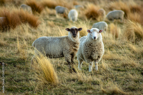 A day in the sheep farm