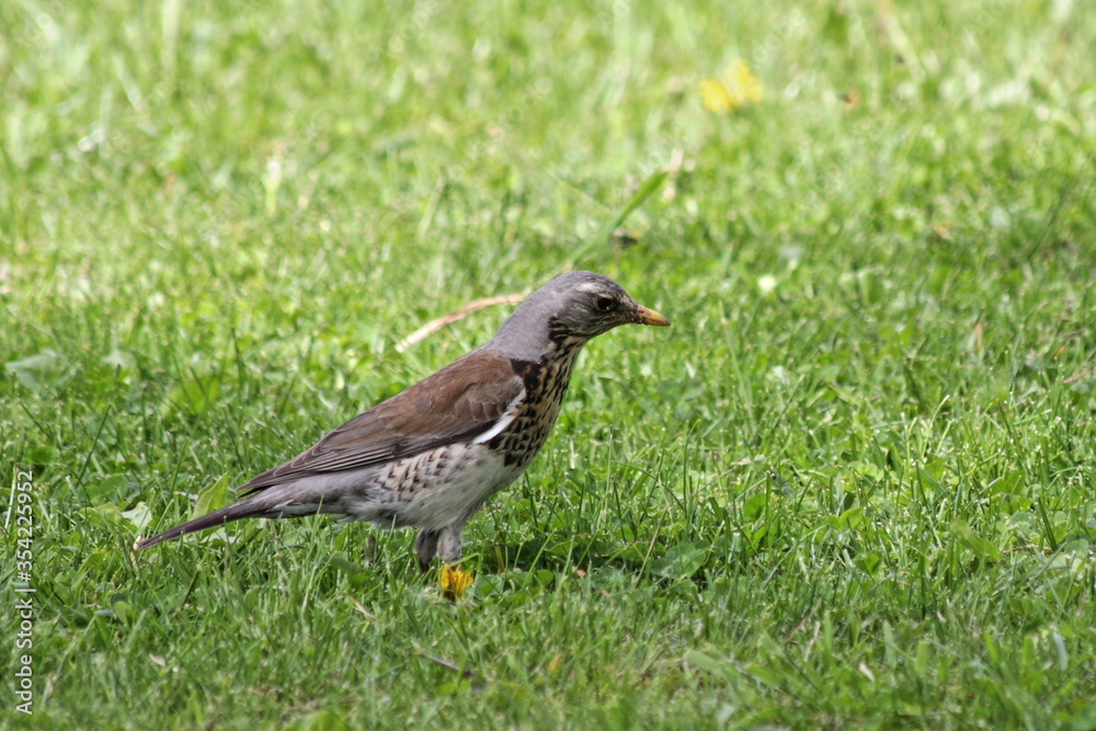 Small Starling bird on the green grass field close up on a spring day, right side view Small Starling bird on the green grass field close up on a spring day, right side view