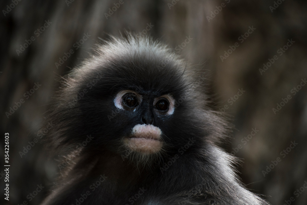 Langurs à lunettes : adorables singes asiatiques