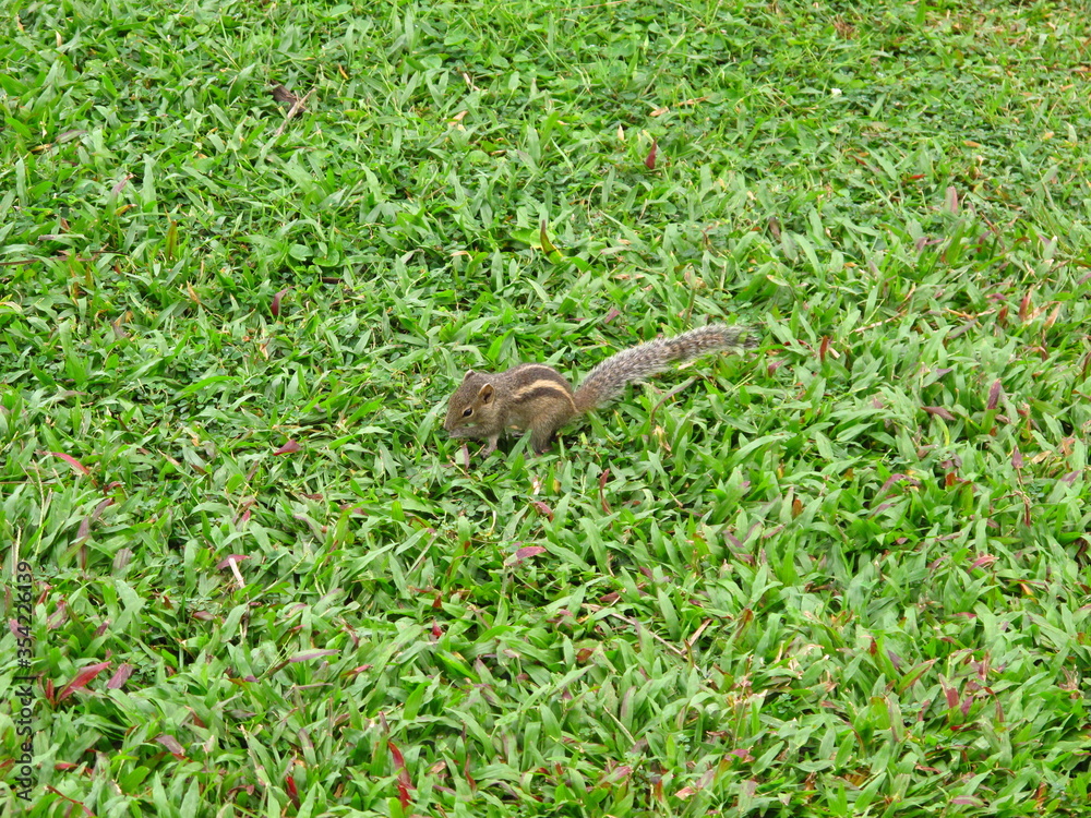 The squirrel on the beach of Sri Lanka, West Coast, Indian Ocean The squirrel on the beach of Sri Lanka, West Coast, Indian Ocean