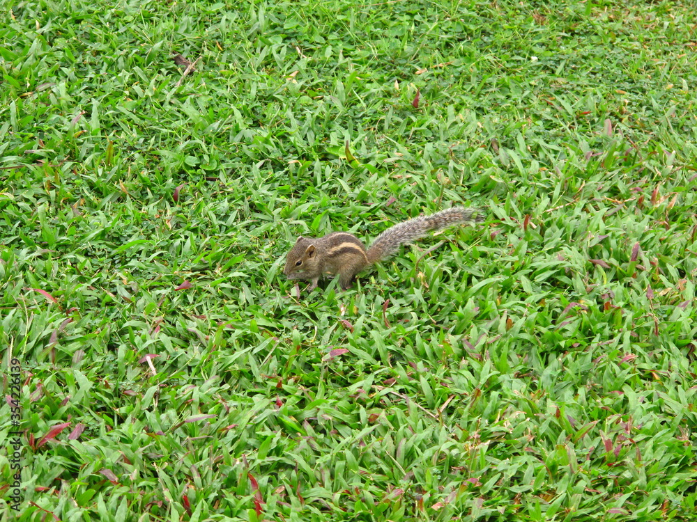 The squirrel on the beach of Sri Lanka, West Coast, Indian Ocean