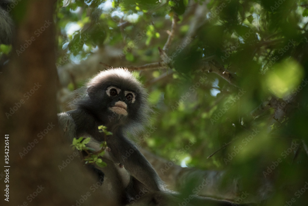 Obraz premium Langurs à lunettes : adorables singes asiatiques