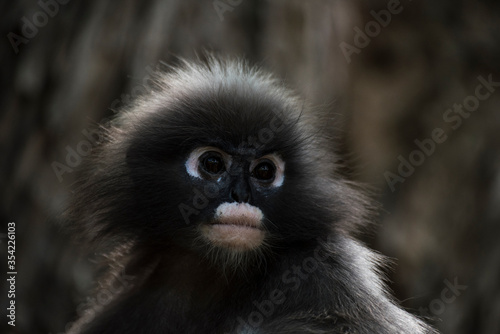 Langurs à lunettes : adorables singes asiatiques