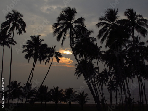 Sunset. Palm trees on the beach of Sri Lanka, West Coast, Indian Ocean