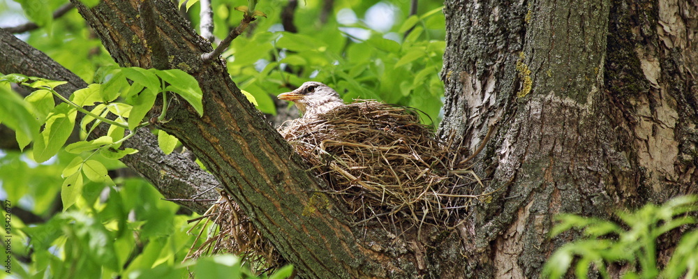 Starling in a straw nest on the thick branches of a tree hatches its Chicks against the background of green foliage on a spring day Starling in a straw nest on the thick branches of a tree hatches its Chicks against the background of green foliage on a spring day