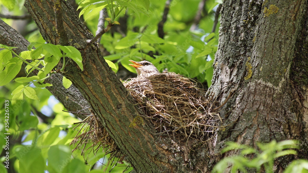 Starling in a straw nest on the thick branches of a tree hatches its Chicks against the background of green foliage on a spring day