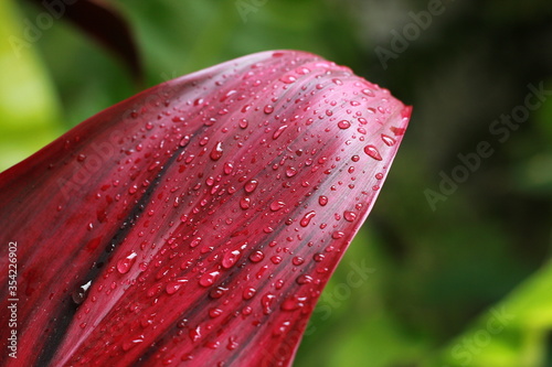 red flower with water drops
