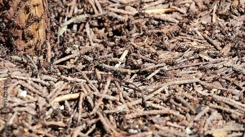 Anthill. The continuous movement of ants.