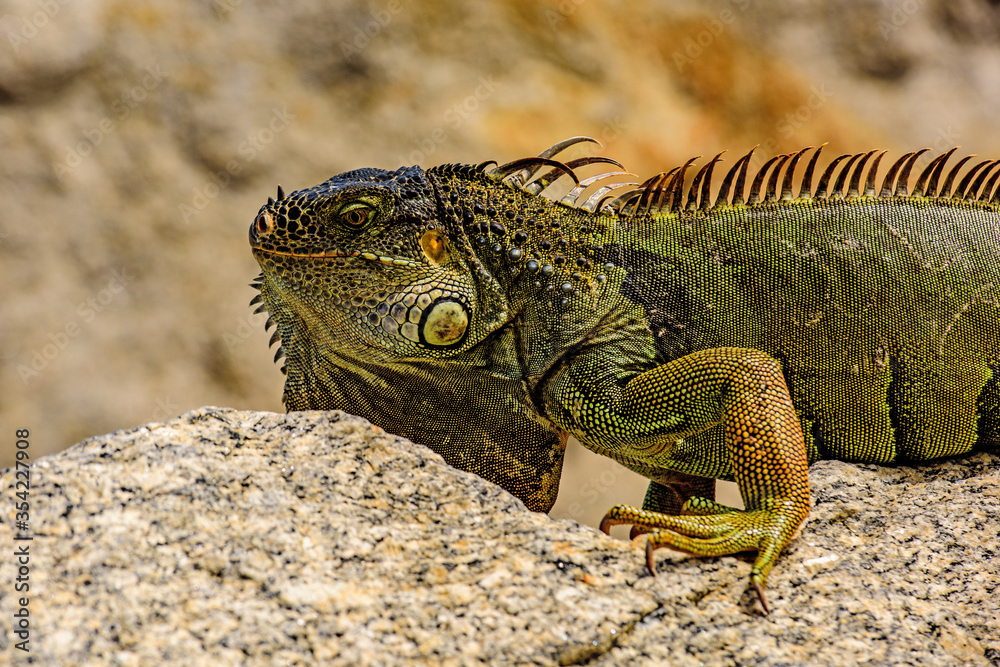 Obraz premium Green lizards iguana. Iguana dragon.