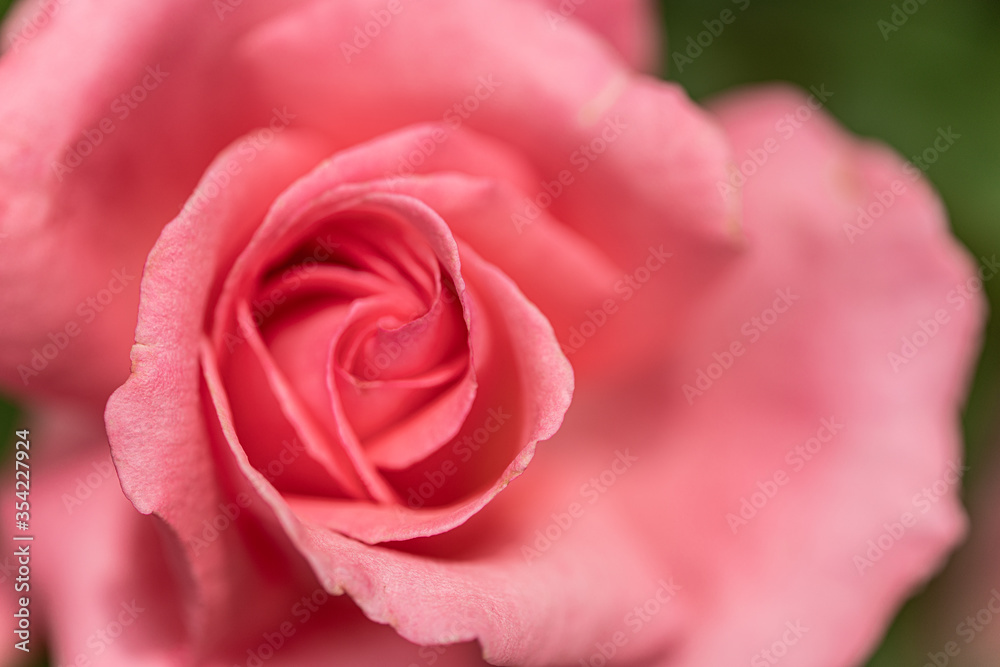 Fototapeta premium バラ