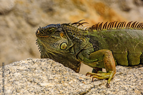 Green lizards iguana. Iguana dragon. © Volodymyr