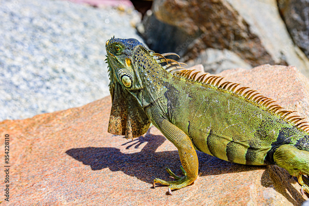 Fototapeta premium Iguana reptilian, exotic wild dragon.
