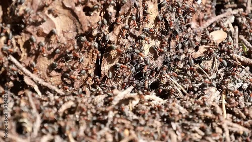 Anthill. The continuous movement of ants.
