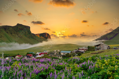 Rural village of vik city, Iceland In summer, purple lupine is in full bloom, the background is mountains and hills, when the sun sets, the sky is beautiful in orange.