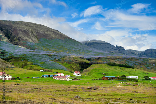 Farms and villages in rural Iceland, mountains and hills in the summer, with purple lupine all over the area and blue skies with beautiful clouds. The picture is bright and refreshing, looks relaxed.