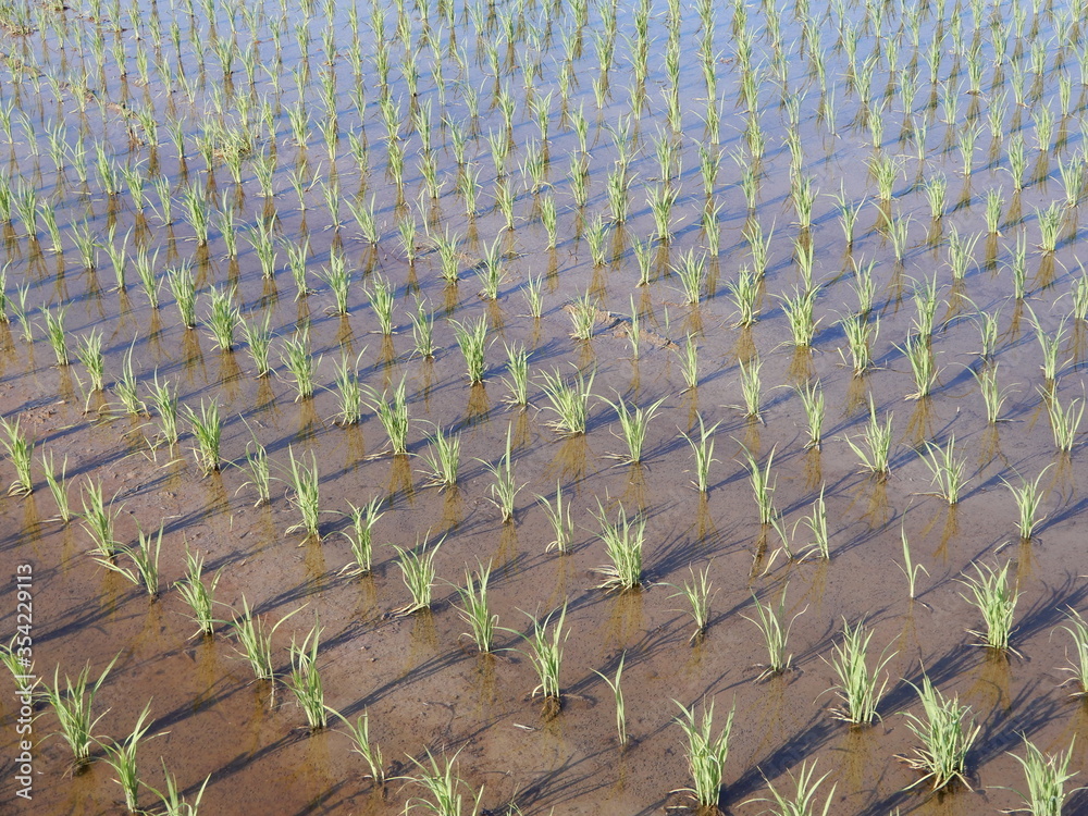 Obraz premium 田植え2週間後の水田