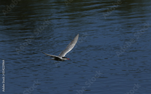 A Common Tern, Sterna hirundo, flying just above the water with a tiny fish in its beak.  © Sandra Standbridge