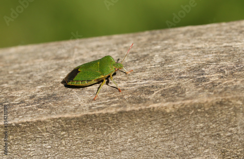 A Common Green Shieldbug, Palomena prasina, perching on a wooden fence in woodland in the UK.