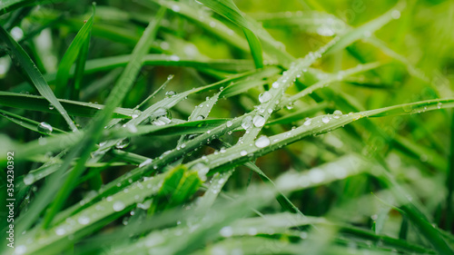 A drop of rain on the grass. Water drops close-up. © Kiryl