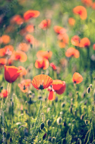 Coquelicots dans les pré à la fin de l'été.