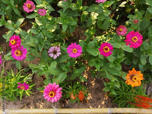 Narrowleaf Zinnia pink flowers in a garden