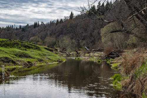 Spring forest at the turn of the river