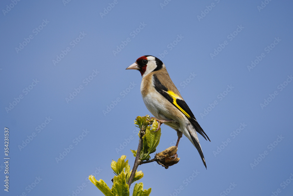 Obraz premium Goldfinch