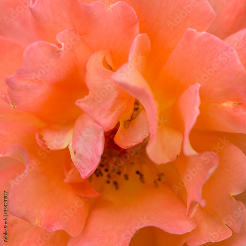 close up of orange rose petals. English corall rose