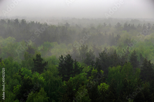 A wooded mountain slope in a low-lying cloud with evergreen coniferous trees shrouded in fog in a picturesque landscape view. © MadCat13Shoombrat