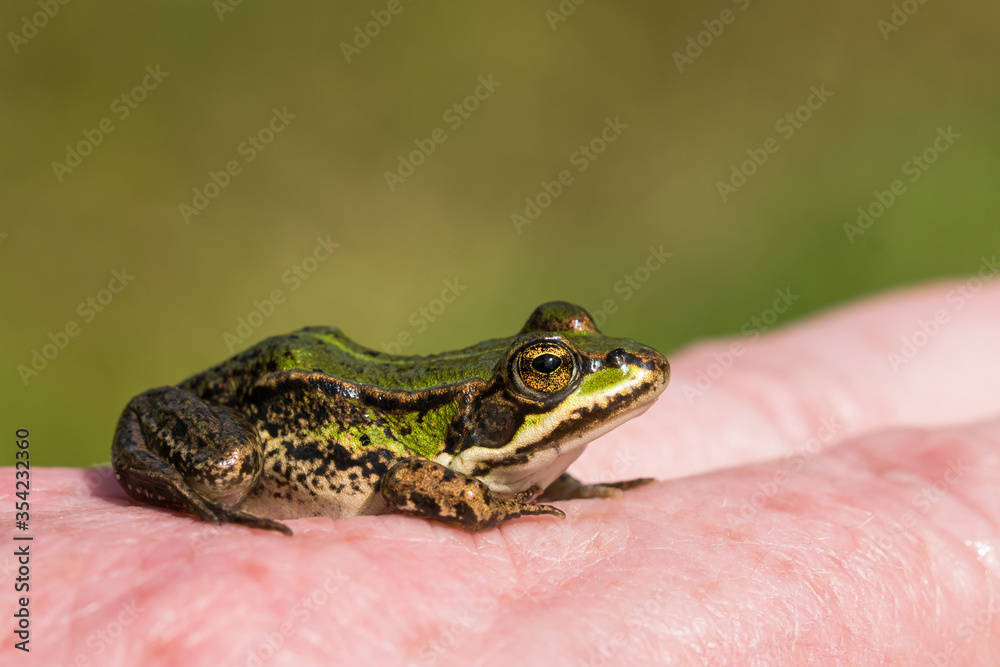 Obraz premium Small green frog sitting on caucasian back og hand