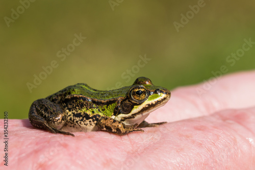 Small green frog sitting on caucasian back og hand