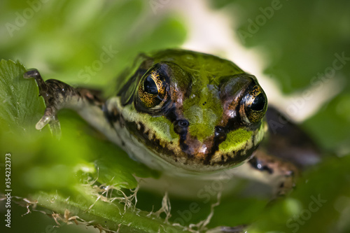 Close up front view of a green frogs head in some green plants