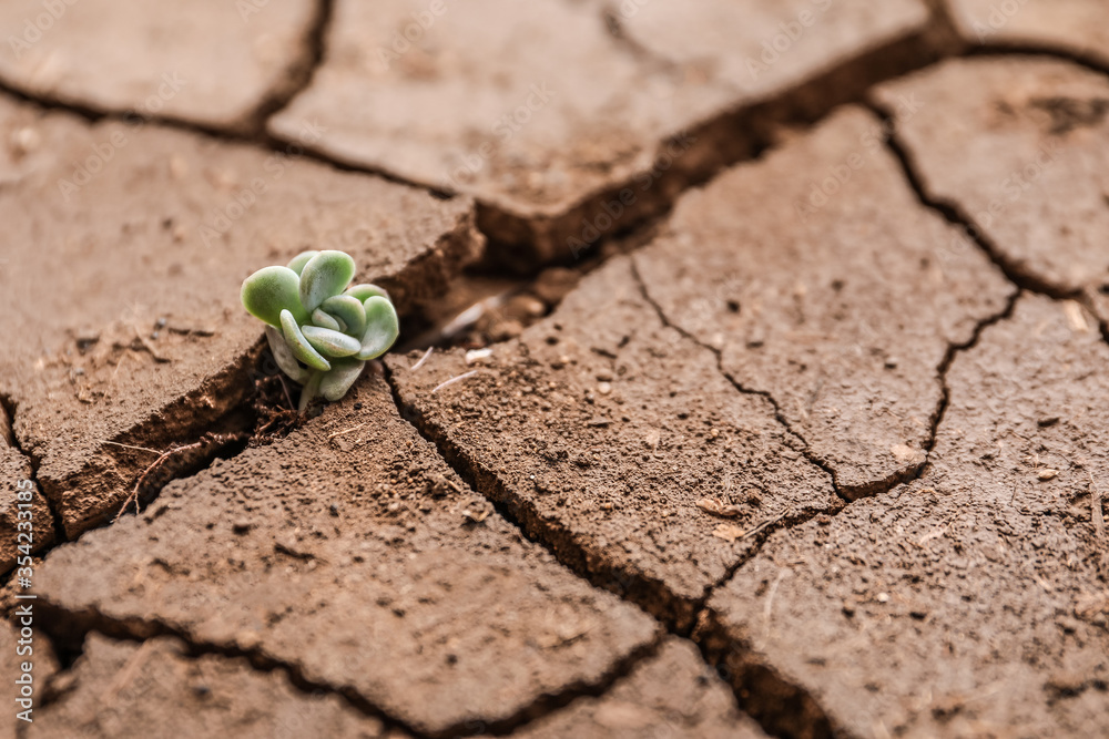 Small succulent growing in dry soil, closeup Small succulent growing in dry soil, closeup