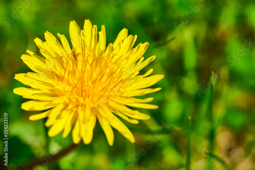 Fluffy yellow dandelion close-up view from above color