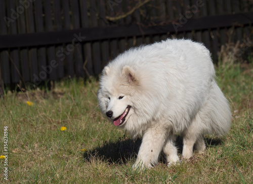 young Samoyed dog with white fluffy coat and tongue sticking out walking on the green grass garden. Cute happy Russian Bjelkier dog is a breed of large herding dogs. © Kristyna