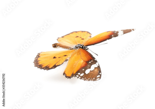 Beautiful butterfly on white background photo